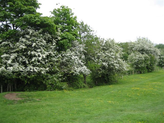 A hawthorn hedge in the north eastern corner, near the Triangle